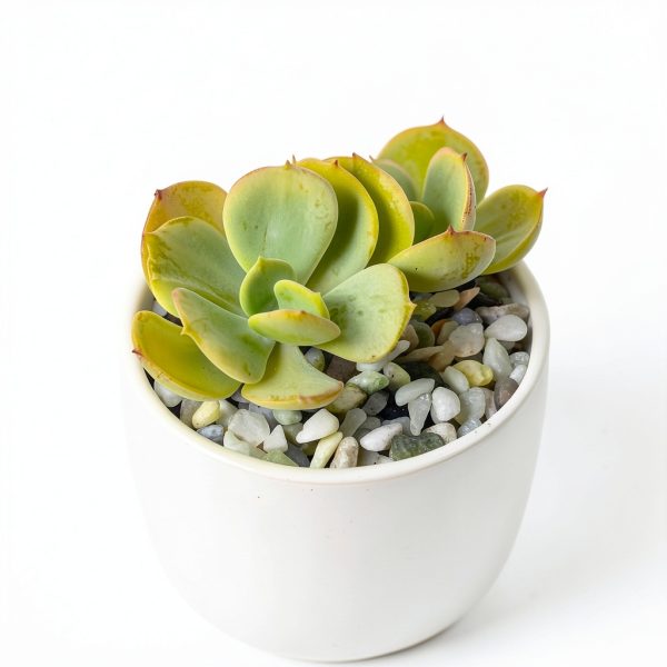 2 lbs Jade Rocks for Indoor Plants, 3/8 Inch Decorative Pebbles for-5
